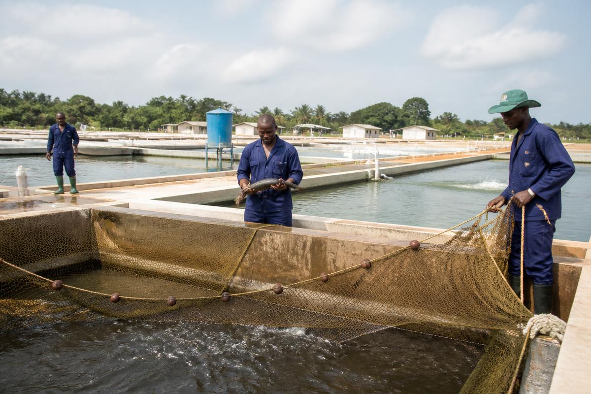 Workers harvesting catfish from concrete ponds at a commercial aquaculture farm